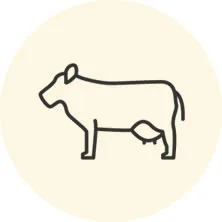 livestock_cows_pigs_ekijointgold_collagen