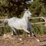 Recuperación equina acelerada y sanación de Fracturas en el Hueso del Ataúd | The ultimate joint supplement for horses, scientifically formulated for animals with arthritis, fractures, ligament and tendon injuries, laminitis, soft tissue damage, and other joint conditions. fracturas de hueso ataud home | The ultimate joint supplement for horses, scientifically formulated for animals with arthritis, fractures, ligament and tendon injuries, laminitis, soft tissue damage, and other joint conditions.