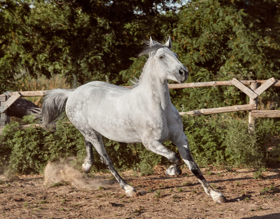 fracturas de hueso ataud home | The ultimate joint supplement for horses, scientifically formulated for animals with arthritis, fractures, ligament and tendon injuries, laminitis, soft tissue damage, and other joint conditions.