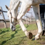 Los mejores suplementos para articulaciones equinas | The ultimate joint supplement for horses, scientifically formulated for animals with arthritis, fractures, ligament and tendon injuries, laminitis, soft tissue damage, and other joint conditions.