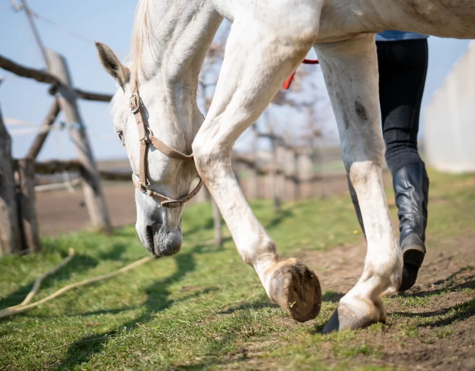 Los mejores suplementos para articulaciones equinas | The ultimate joint supplement for horses, scientifically formulated for animals with arthritis, fractures, ligament and tendon injuries, laminitis, soft tissue damage, and other joint conditions.