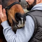 Sick horse 2 1 | The ultimate joint supplement for horses, scientifically formulated for animals with arthritis, fractures, ligament and tendon injuries, laminitis, soft tissue damage, and other joint conditions.