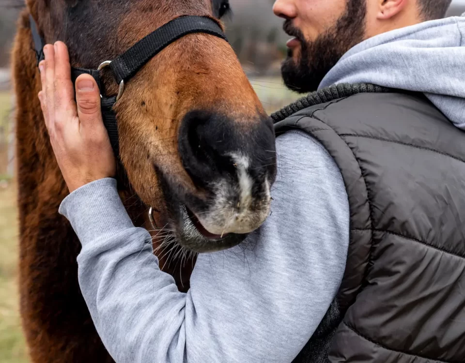 Sick horse 2 1 | The ultimate joint supplement for horses, scientifically formulated for animals with arthritis, fractures, ligament and tendon injuries, laminitis, soft tissue damage, and other joint conditions.