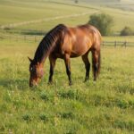 El Papel del Colageno y la Nutricion en la Salud Articular del Caballo | The ultimate joint supplement for horses, scientifically formulated for animals with arthritis, fractures, ligament and tendon injuries, laminitis, soft tissue damage, and other joint conditions.