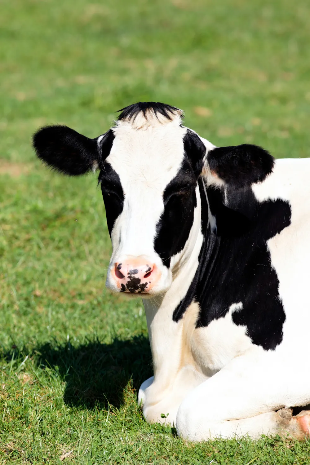Livestock ekijoint gold