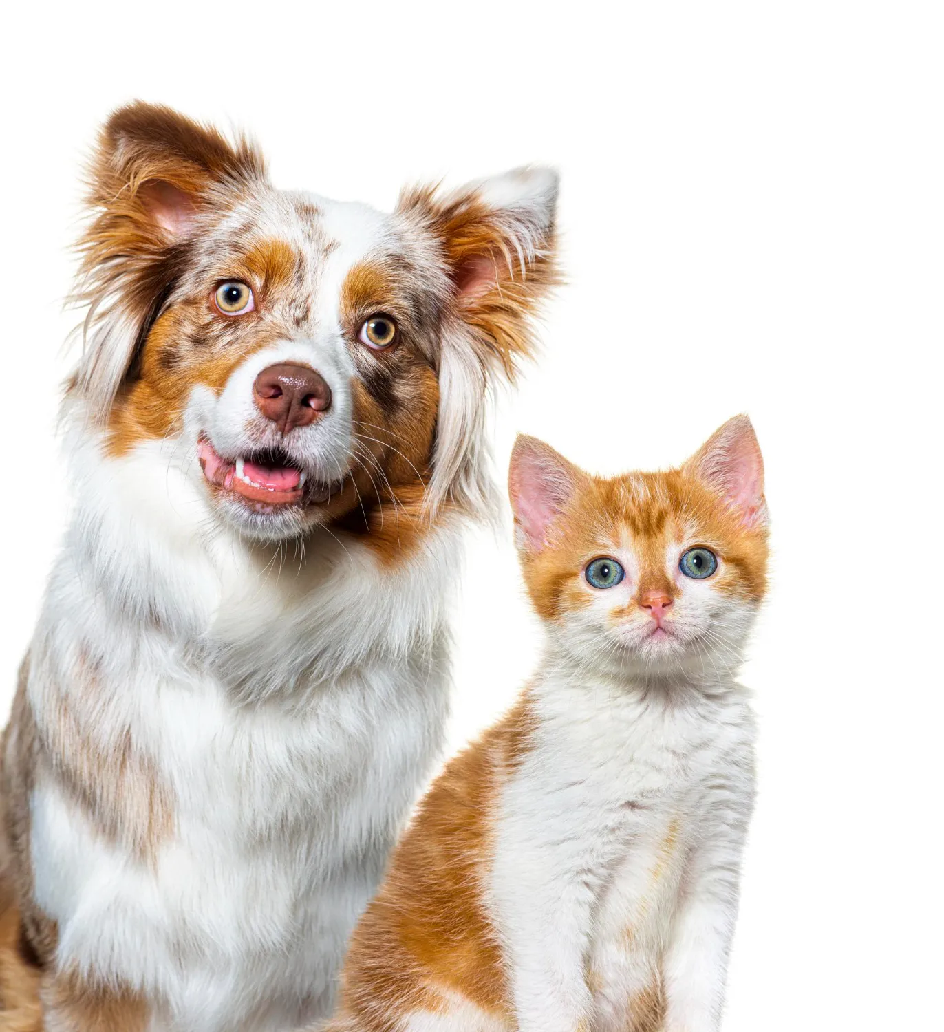 Pets ekijoint gold